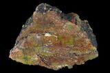 Colorful, Polished Petrified Wood Section - Arizona #136186-1